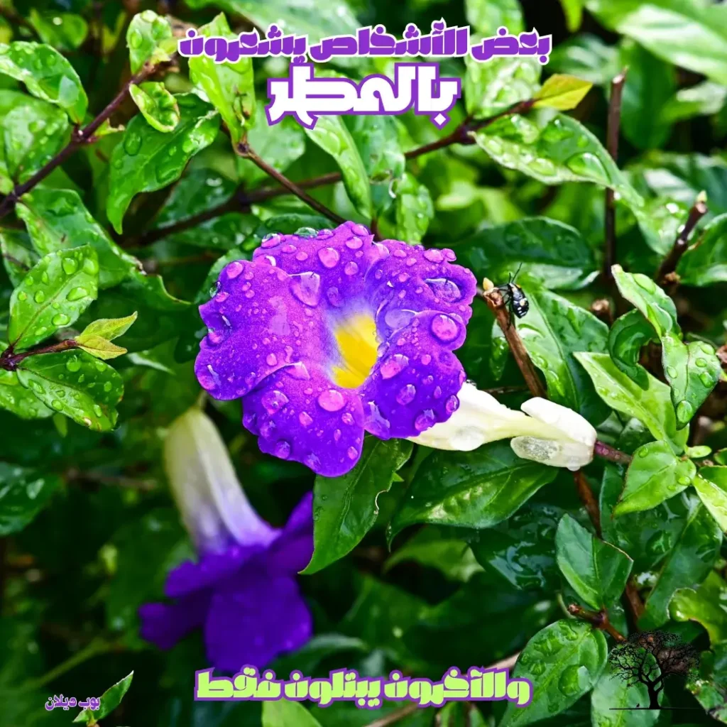 زهرة بنفسجية مغطاة بقطرات ماء المطر على أوراقها الخضراء، مع اقتباس عربي مكتوب بخط بارز: “بعض الأشخاص يشعرون بالمطر، والآخرون يبتلون فقط”.