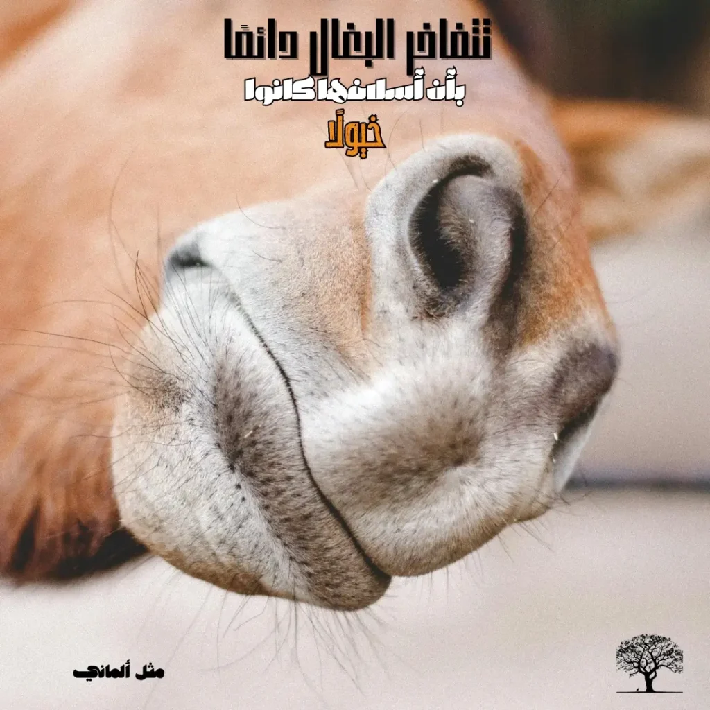 صورة مقرّبة لشفاه بغل بتعبير ساخر وفكاهي، تعكس مضمون المثل عن الغرور الزائف والنسب المبالغ فيه.