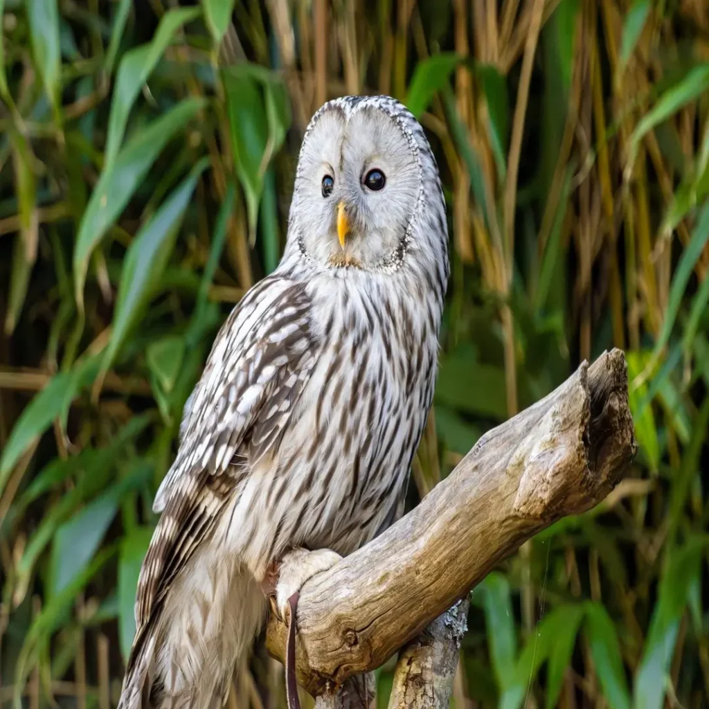 بومة بيضاء مخططة بالرمادي تقف بهدوء على غصن شجرة أمام خلفية خضراء من أوراق النباتات، تنظر بهدوء وتأمل.