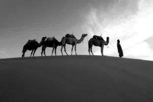 تأثير اللغة العربية: قافلة تجارية