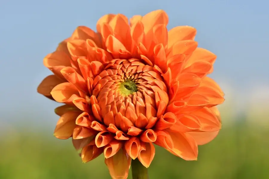 زهرة داليا برتقالية ناضجة بأوراق مفروشة في الخلفية، ترمز إلى العظمة المتواضعة والجمال الداخلي