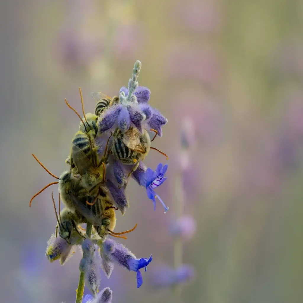 لقطة مقربة لنحل طويل القرون (Long-horned bees) يجمع الرحيق من زهور الخزامى البنفسجية، ملتقط للحظة حيوية من التلقيح الطبيعي.