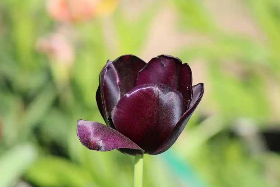 صورة مقربة لزهرة توليب بنفسجية تعبر عن الجمال والهدوء الطبيعي