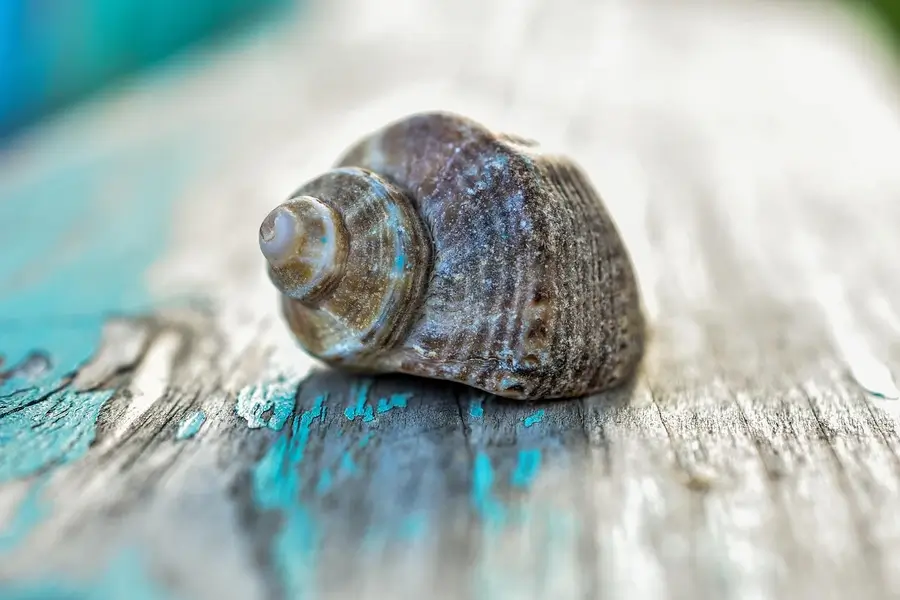 صدفة بحرية مفتوحة على رمل ناعم تعكس الحكمة العربية "قد يخرج من الصدفة غير الدرّة"، مع خلفية هادئة تستحضر الانتباه للقيم الخفية.