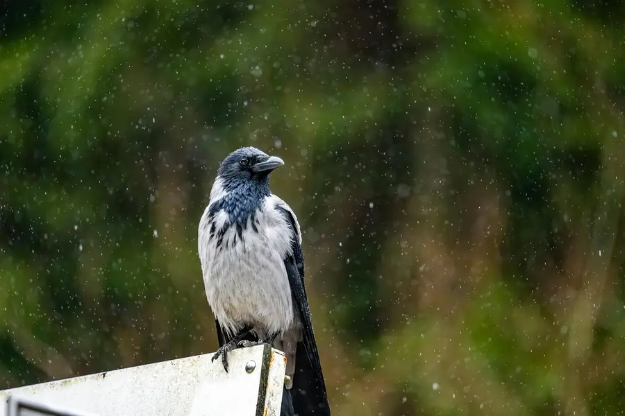غراب يقف تحت المطر في مشهد كئيب، يرمز إلى أن الكلام لا يُغيّر الواقع، كما يقول المثل "ليس بصياح الغراب يجيء المطر".