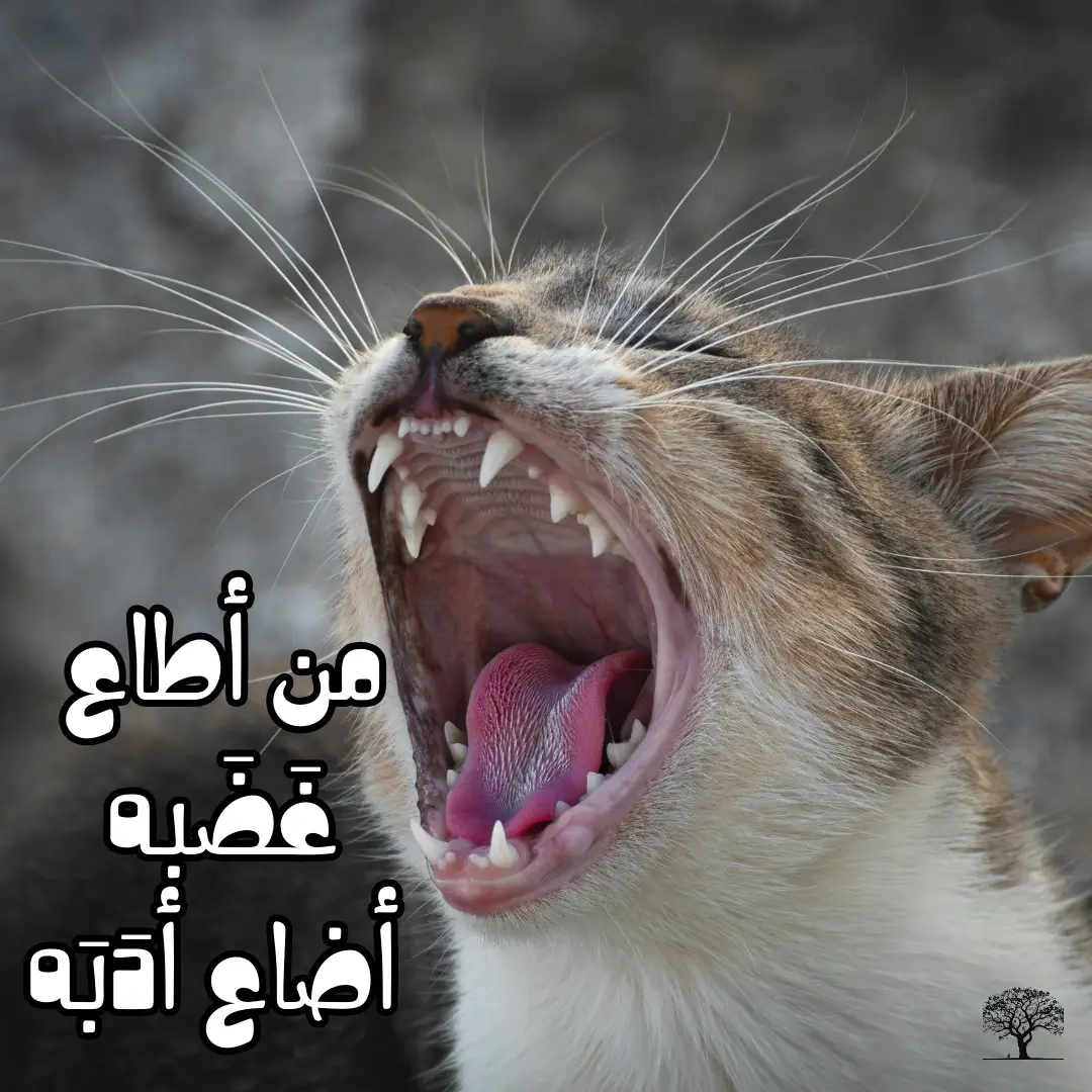 قطة بفم مفتوح وأسنان بارزة، مع مقولة مكتوبة: "من أطاع غضبه أضاع أدبه".