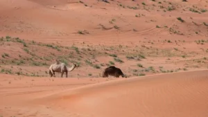 التصحر: التأثيرات الاقتصادية والاجتماعية