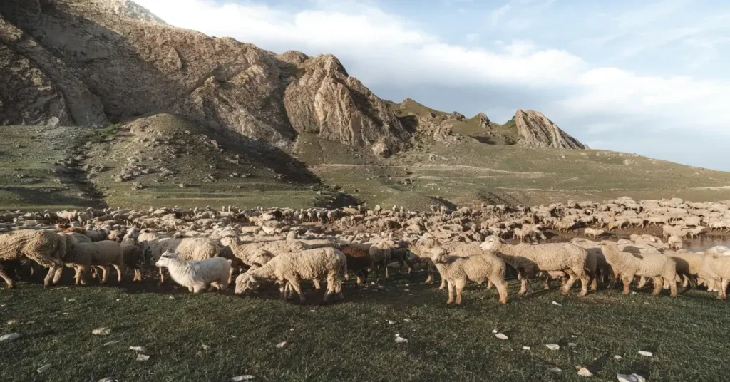 قطيع من الغنم يرعى في مرعى جبلي أخضر وسط الجبال