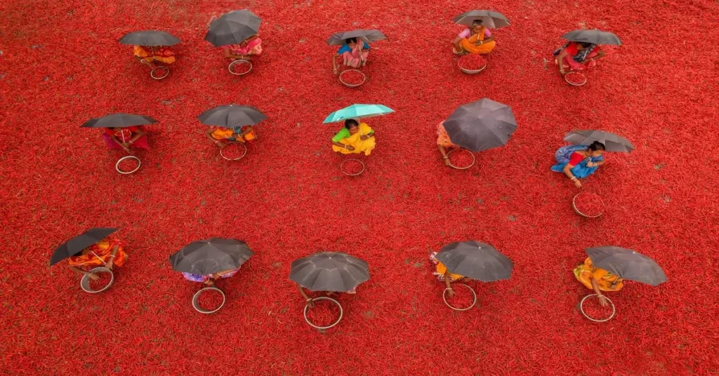 مشهد علوي لنساء هنديات يجففن الفلفل الأحمر على الأرض