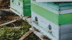 تربية النحل: اختيار نوع الخلايا