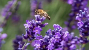 تربية النحل: دور النحل في النظام البيئي