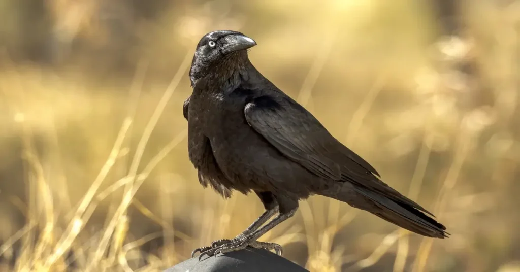صورة غراب أسود يرمز لقصة ابني آدم حين علّم الطائر الإنسان أول درس في الدفن والإنسانية.