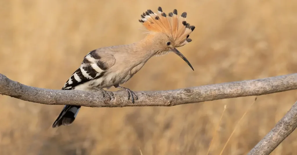 صورة لهدهد في الطبيعة، يرمز إلى قصة هدهد سليمان ودروسه في الحكمة والإيمان