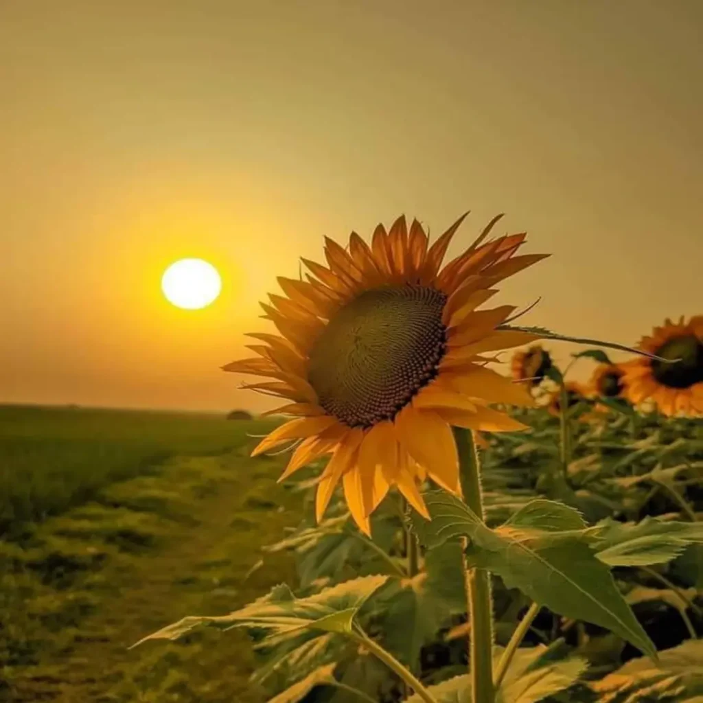 صورة قريبة لزهرة متفتحة في أحضان الطبيعة، بألوان زاهية وحيوية.