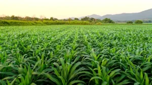 الجغرافيا البشرية: الزراعة