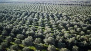 المناخ المتوسطي: شجرة الزيتون