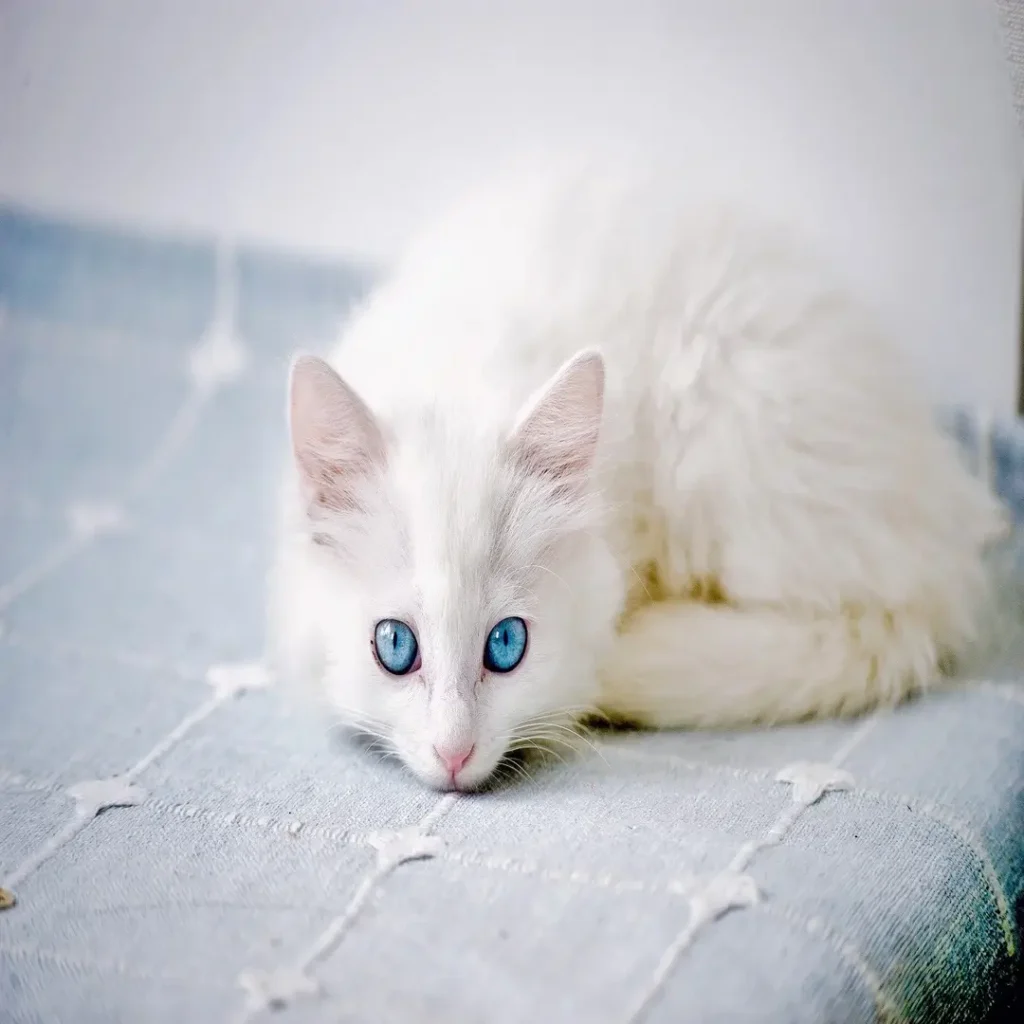 قطة بيضاء جميلة بعيون زرقاء صافية تتأمل بهدوء فوق سطح أزرق ناعم.