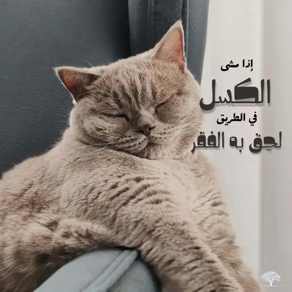 قطة ناعسة تبدو في حالة استرخاء شديد مع عبارة تحذيرية: إذا مشى الكسل في الطريق لحق به الفقر.