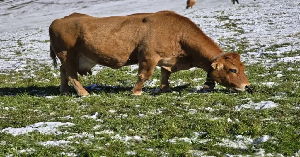 بقرة سمراء ترعى على عشب أخضر مختلط بثلج خفيف أو جليد على الأرض، في مشهد طبيعي يرمز إلى أهمية استدامة الموارد بدلاً من استهلاكها لمرة واحدة.