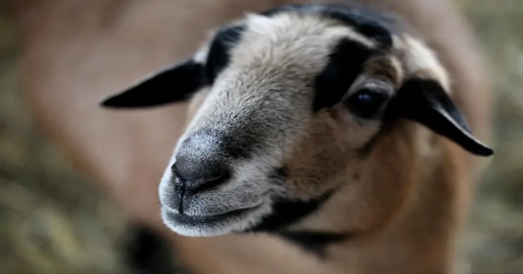 صورة مقربة لرأس خروف، يرمز إلى "الكبش الأجم" الذي يفتقر للقرون في المواجهة.