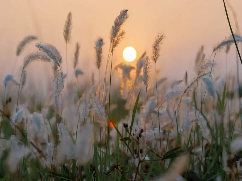 أعشاب برية رقيقة تتمايل في ضوء غروب الشمس، في مشهد طبيعي هادئ يعكس السكينة والجمال والبدايات الهادئة.