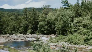 نظام الحمى: أنواع الحمى