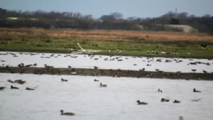 نظام الحمى: التراث البيئي
