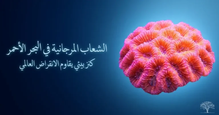 صورة لشعاب مرجانية وردية زاهية في البحر الأحمر، تُبرز جمالها وتكيفها الفريد مع ارتفاع درجات الحرارة ومقاومتها لظاهرة ابيضاض المرجان.