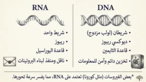 الفرق بين DNA وRNA
